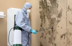 Environmental Consulting for Mold Prevention in Washburn, IL